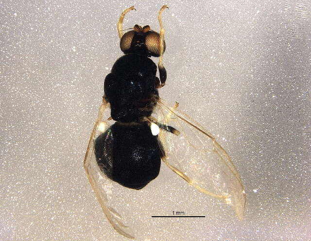 Image of Neopachygaster reniformis Hull 1942