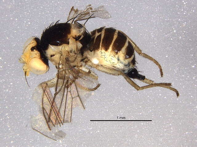 Image of Liriomyza