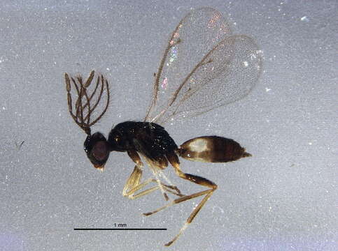 Image of Eulophinae