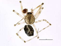 Image of Poeciloneta variegata (Blackwall 1841)