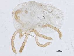 Image of Calyptostoma