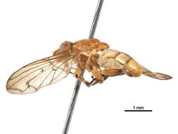 Image of Brachyopa punctipennis Curran 1925