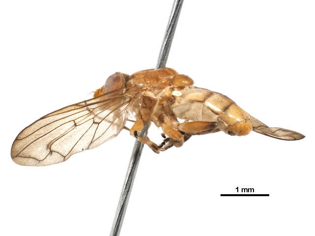 Image of Brachyopa punctipennis Curran 1925