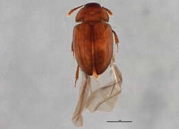Image of Platyhydnobius