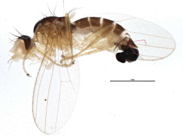 Image of anthomyzid flies