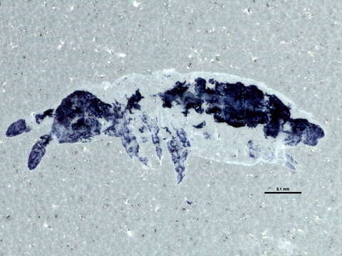 Image of Hypogastrura (Hypogastrura) assimilis (Krausbauer 1898)