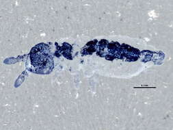 Image of Hypogastrura (Hypogastrura) assimilis (Krausbauer 1898)