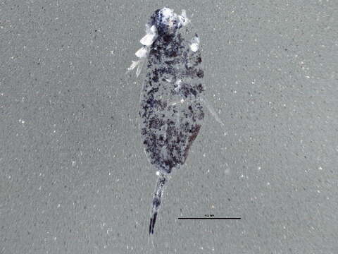 Image of Springtail