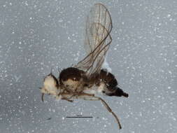 Image of Liriomyza fricki Spencer 1965