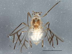 Image of Cachryphora