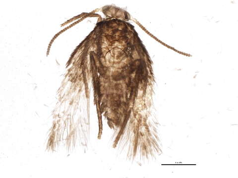 Image of Ectoedemia marmaropa (Braun 1925) Wilkinson et al. 1981