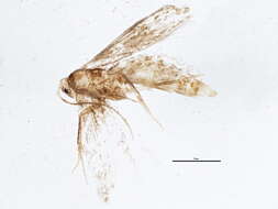 Image of Bucculatrix sexnotata Braun 1927