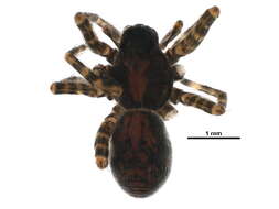 صورة Pardosa dorsuncata Lowrie & Dondale 1981