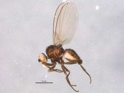 Image of Phytomyza spondylii Robineau-Desvoidy 1851