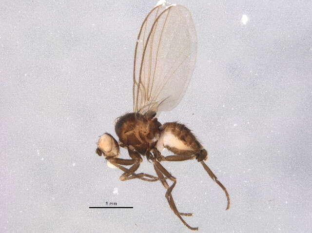 Image of Phytomyza spondylii Robineau-Desvoidy 1851