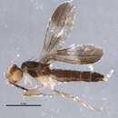 Image of Clusiodes apiculatus Malloch 1922