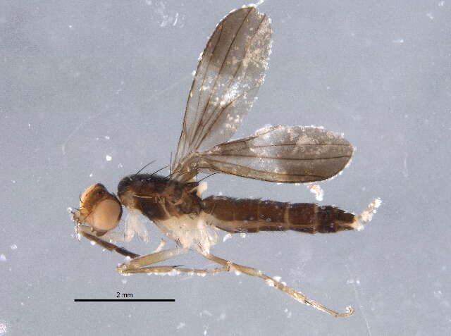 Clusiodes apiculatus Malloch 1922 resmi