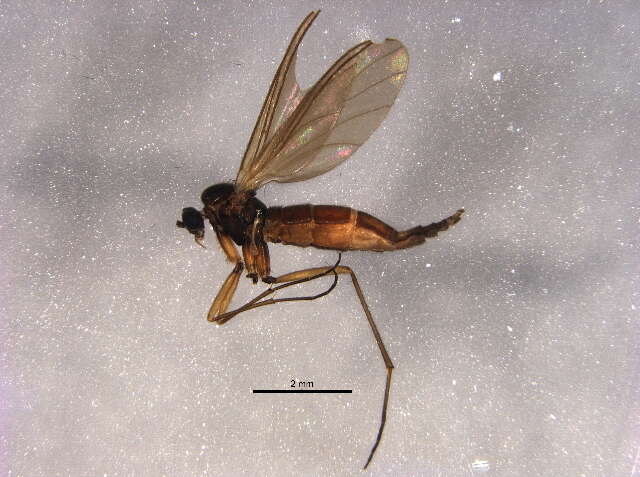 Image of Trichosia diota