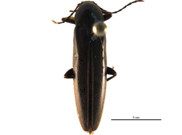 Image of <i>Enchodes sericea</i>