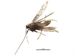 Image of Caloptilia scutellariella (Braun 1923)