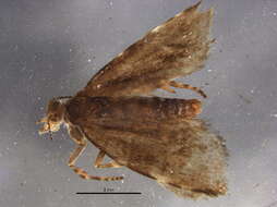 Image of Choreutis