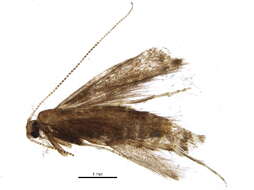 Image of Parornix