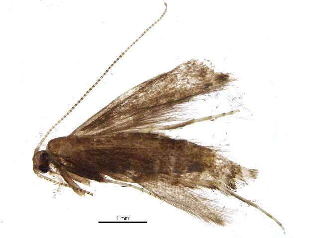 Image of Parornix