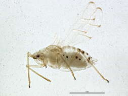 Image of Therioaphis