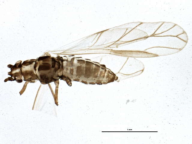 Image of Saltusaphidinae