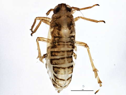 Image of Ribautodelphax pusilla Emeljanov 1972