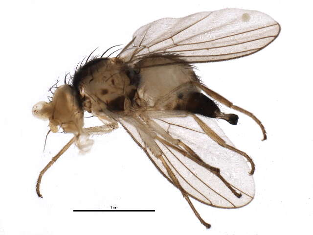 Image of Liriomyza