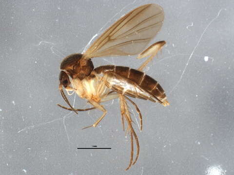 Image of Zygomyia