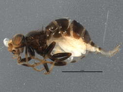 Image of Conioscinella zetterstedti Andersson 1966