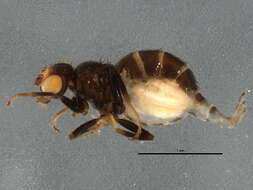 Image of Conioscinella zetterstedti Andersson 1966