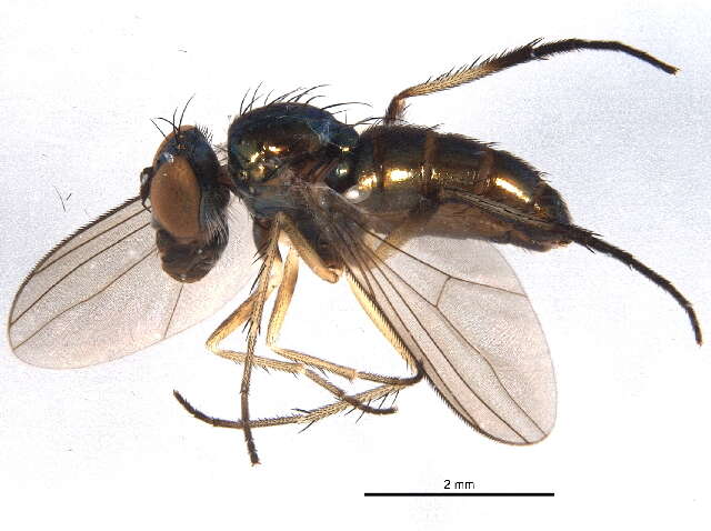 Image of Rhaphium