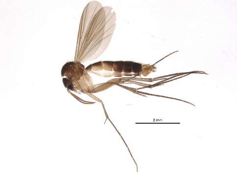 Image of <i>Brachycampta subpistillata</i>