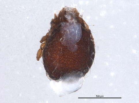 Image of Oribatodes mirabilis Banks 1895