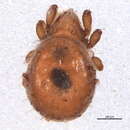 Image of Hermanniella robusta Ewing 1918