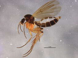 Image of Zygomyia