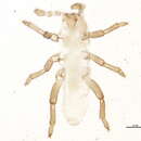 Image of Clydesmithia canadensis