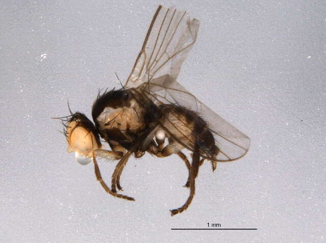 Image of Liriomyza sylvatica Sehgal 1971