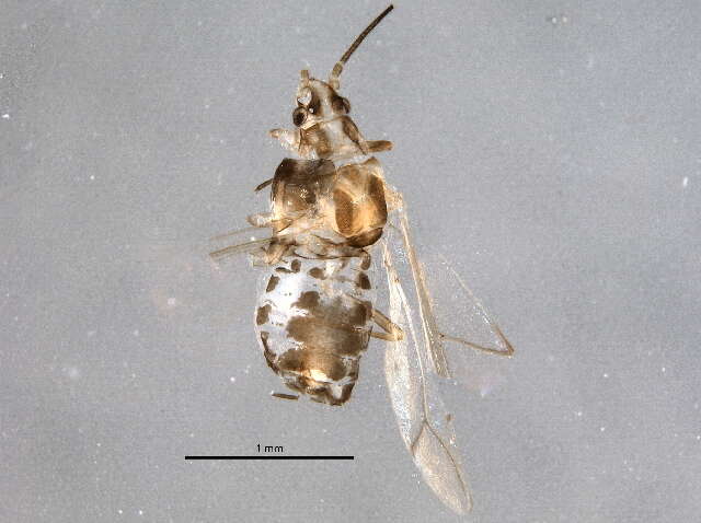 Image of Subsaltusaphis