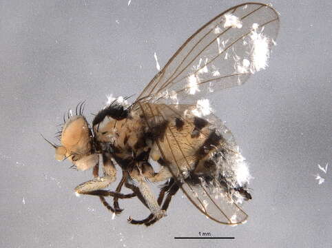 Image of Phytoliriomyza conspicua (Sehgal 1968)