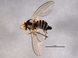 Image of Phytoliriomyza conspicua (Sehgal 1968)