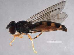 Image of Platycheirus