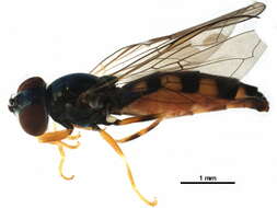 Image of Platycheirus