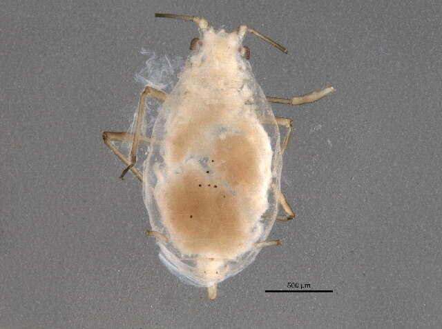 Image of Aphid