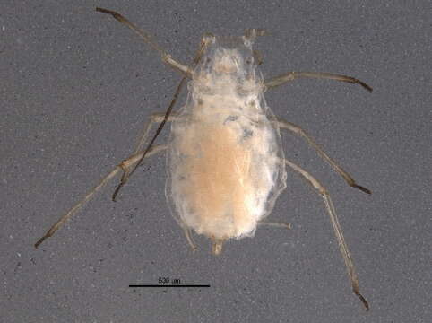 Image of Aphid