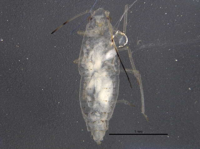 Image of Subsaltusaphis