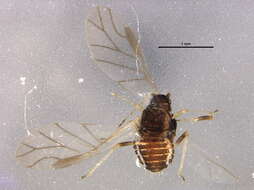Image of Chaitophorus pallipes Richards 1972